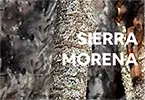 SIERRA-MORENA